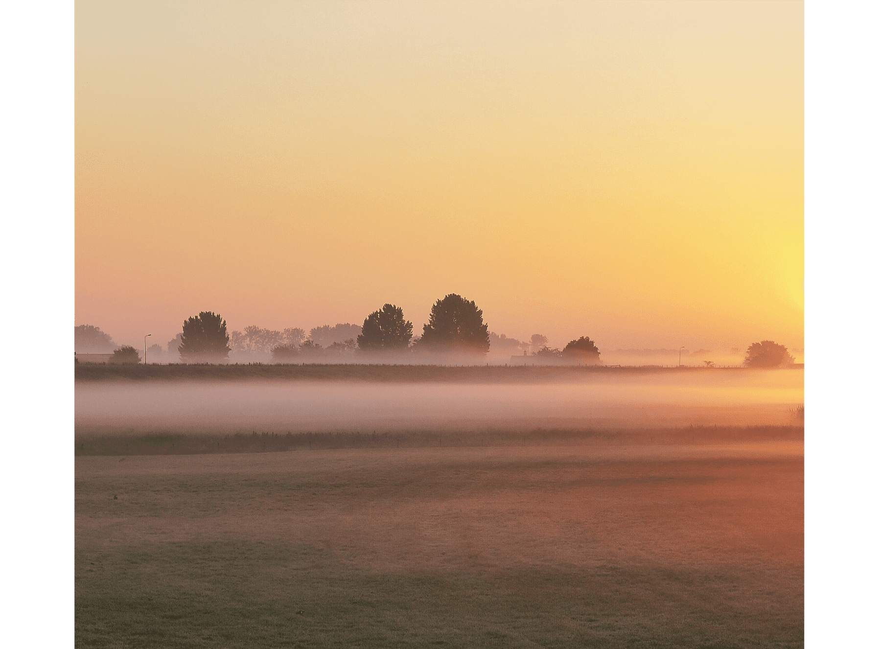 inspi morning dew